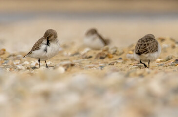 Dunlin (Calidris alpina) in natural habitat