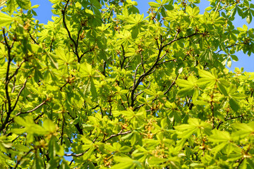 green leaves in the sun - 780848380