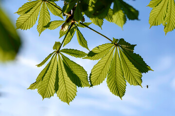 green leaves in the sun - 780848397