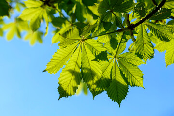 green leaves in the sun - 780848503