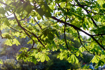 green leaves in the sun - 780848569