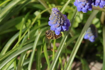 Abeille domestique --- Abeille mellifère (Apis mellifera)
Apis mellifera on an unidentified flower or plant

