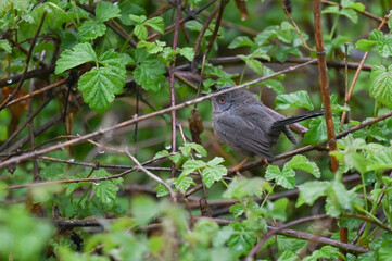 subalpine warbler sitting on the branch of the bush on a rainy day
