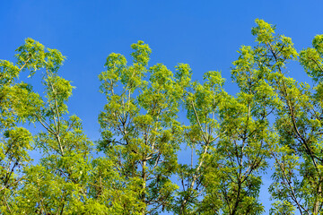 green leaves in the sun - 780848968