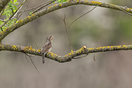 wryneck on tree branch in spring