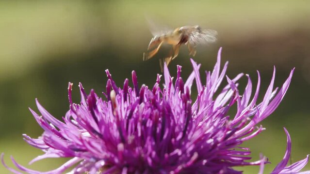 Hoverfly on a flower. macro shot