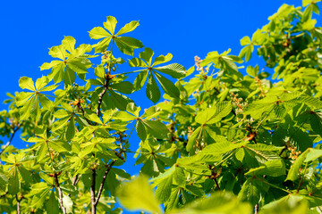 green leaves in the sun - 780849551