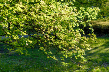green leaves in the sun - 780849741