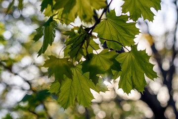 green leaves in the sun - 780849908