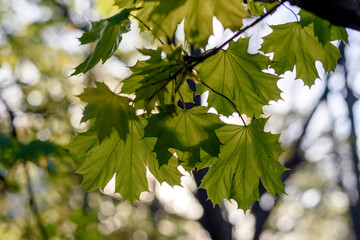 green leaves in the sun - 780849909