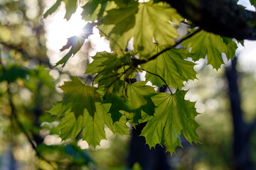 green leaves in the sun - 780849945