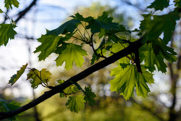 green leaves in the sun - 780849973