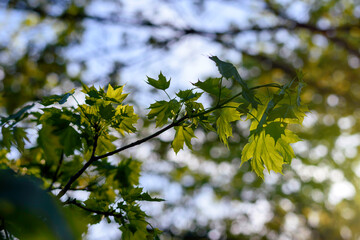 green leaves in the sun - 780849989
