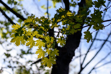 green leaves in the sun - 780850131