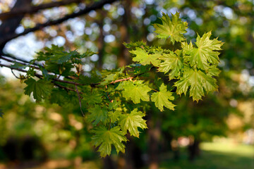 green leaves in the sun - 780850170