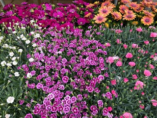 Hintergrund mit bunten Blumen formatfüllend - 780850198