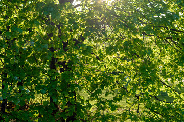 green leaves in the sun - 780850331