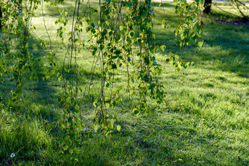 green leaves in the sun - 780850367