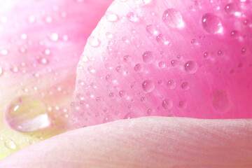 Beautiful flower with water drops, macro view