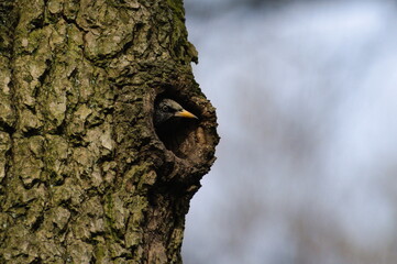Fototapeta premium Sturnus vulgaris aka european starling bird inside his nest in old Woodpecker hole.
