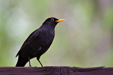 Eurasian blackbird aka The common blackbird or Turdus merula perched in residential area.