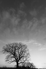 Fototapeta na wymiar Baum ohne Blätter, schwarz & weiß, Hochformat, Textfreiraum oben