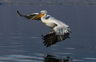 Dalmatian Pelican of Kerkini Lake
