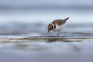 Little ringed plover, waders or shorebirds on the beach. - obrazy, fototapety, plakaty
