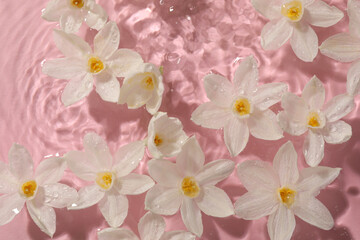 Beautiful daffodils in water on pink background, top view