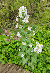 White honesty (Lunaria annua alba) in bloom