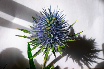 Detailed image of blue eryngo or flat sea holly (Latin name: Eryngium planum). Suitable for bouquets.