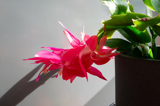 Vibrant pink colored flower of a Christmas cactus or Schlumbergera. Pink Christmas cactus also know as a Thanksgiving or Holiday cactus. 