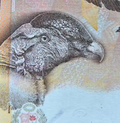 un condor andino en un billete de banco