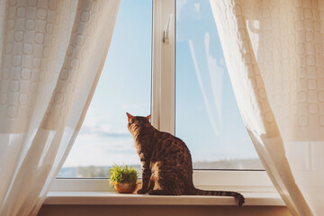 Cute bengal cat siting on window sill and waiting for something. Cat  sits on the windowsill and...