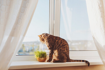 Cute bengal cat siting on window sill and waiting for something. Cat  sits on the windowsill and...