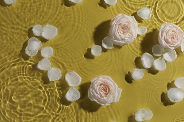 Beautiful roses and petals in water on pale yellow background, top view