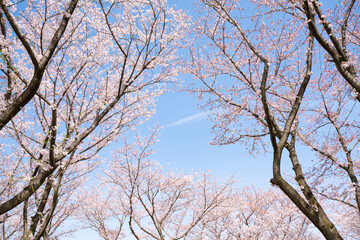 Pink cherry blossom in spring - 780853740