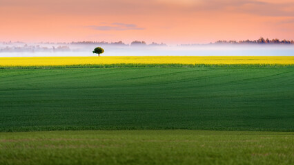 Sunrise on a Canola field with a lone tree