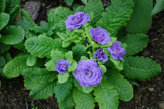 Primrose, varieties: Belarina Amethyst Ice - purple flowers bloom at the beginning of spring in the garden.