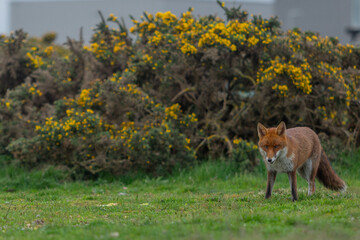Red Fox or Vulpes vulpes close-up, Image shows the lone fox on the edge of a park on the outskirts of London with a Industrial estate in the background 