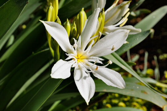 White flower of pancratium