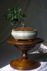 Elm Chinese fine-leaved. A beautiful indoor plant. Bonsai style. Home decor