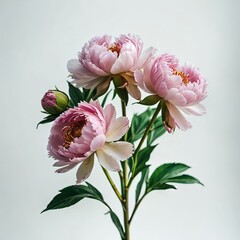 bouquet of  peony on white