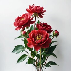 bouquet of  peony on white