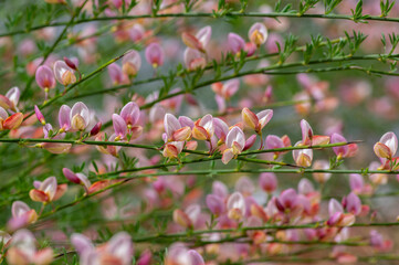 Cytisus scoparius moyclare ornamental flowers in bloom, light purple pink bright color flowering plant
