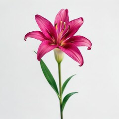  lily isolated on white