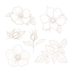 Rose hip wild spring flowers, abstract floral sketch art
