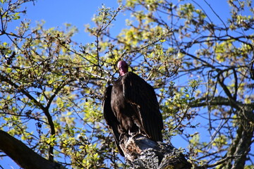 vulture perched on a branch
