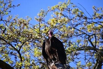 vulture on tree