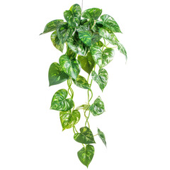  Hanging plant on transparent background 